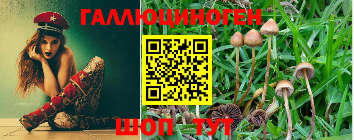 Псилоцибиновые грибы Cubensis Унеча